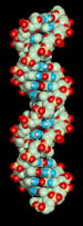 Animated Model: DNA molecule.