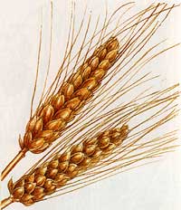 Durrum wheat ears Durrum wheat ears