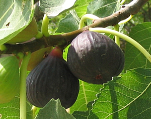 Fig-fruit