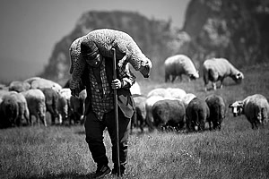 The Shepherd